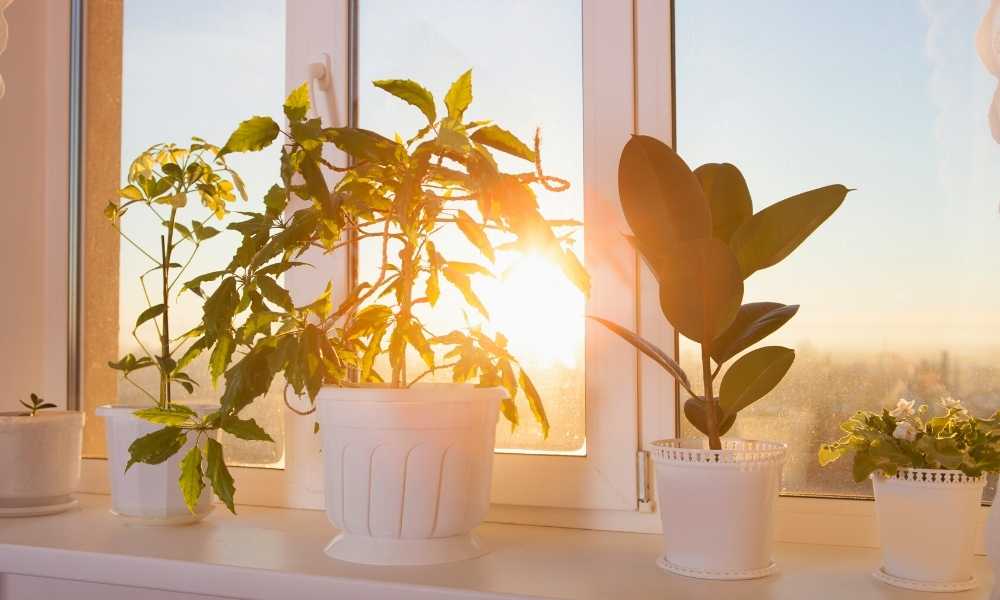 Create A Tiny Window Sill Garden Bedroom Window Sill Decor Ideas